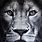 Black and White Lion Canvas