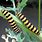 Black and Yellow Banded Caterpillar