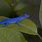 Blue Anole Lizard