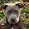 Blue Eyed Pitbull Dog