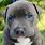 Blue Eyed Pitbull Puppy