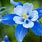 Blue Flower Perennial Plants