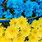 Blue Flowers Ukraine