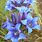 Blue Gentian Flower Essence