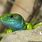 Blue Green Lizard