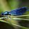 Blue Insects That Fly