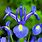 Blue Iris Bulbs