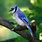 Blue Jay Pictures