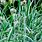 Blue Moor Grass
