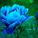 Blue Peonies Flowers