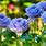 Blue Rose Bushes