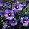 Blue Rose of Sharon Hibiscus