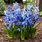 Blue Spring Bulbs