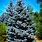 Blue Spruce Tree Types