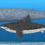 Blue Whale Megalodon