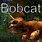 Bobcat Game