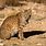 Bobcat in Desert