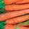 Bolero Carrots