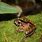 Borneo Frog