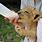 Bottle Feeding a Lion Cub