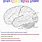 Brain Diagram Coloring Page