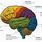 Brain Map Labeled