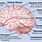 Brain Structure Function