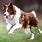 Breeds of Collie Dogs