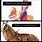 Breyer Horse Memes