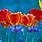 Bright Couloued Tulips