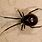 British False Widow Spider