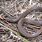 Brown Snakes in Virginia