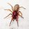 Brown Spider with Red Back