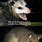 Brushtail Possum Meme
