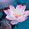 Buddhist Lotus Flower