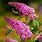 Buddleia Pink Delight