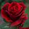 Bulgarian Rose Red