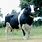 Bull Dairy Cow
