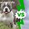 Bully Dog vs Pitbull