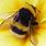Bumblebee Images. Free