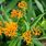 Butterfly Weed Plant