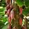Cacao Tree Pods
