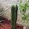 Cactus Organo