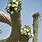 Cactus Saguaro Bloom Desert