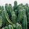 Cactus Types with Pictures