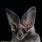 California Leaf-Nosed Bat