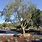 California Olive Tree