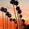 California Palm Tree Art