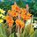 Canna Lily Bulbs