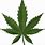 Cannabis Leaf Transparent